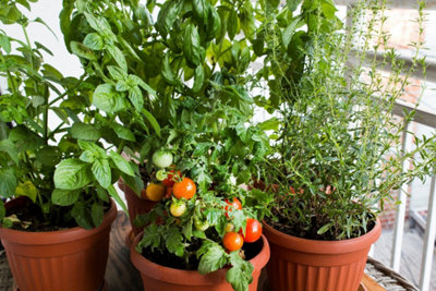 Quels légumes faire pousser sur un balcon