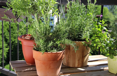 Quelles herbes aromatiques faire pousser sur son balcon