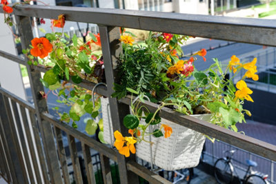 Des fleurs à associer à vos plantations de balcon
