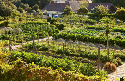 Plusieurs potagers pleine terre dans un grand jardin