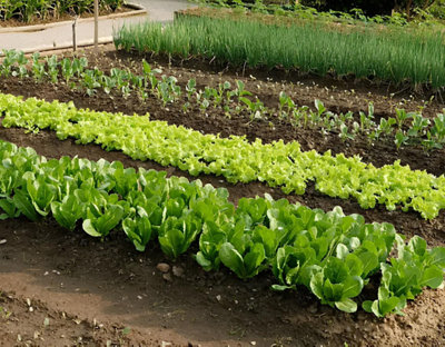 Des rangées de légumes plantés en pleine terre dans un grand potager