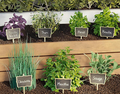 Exemple de culture d'herbes aromatiques dans un potager