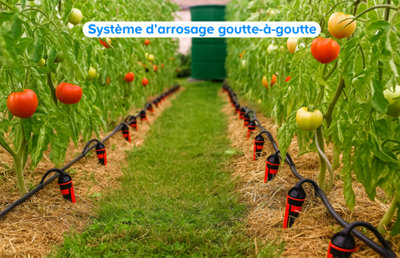 Un arrosage goutte à goutte dans un potager