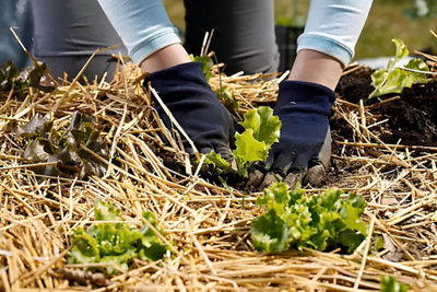 https://media.castorama.fr/is/image/KingfisherDigital/OUTDOOR-CREER-POTAGER-26~58de8cfd9eb4ef253651c6f50480d5adb2edc637