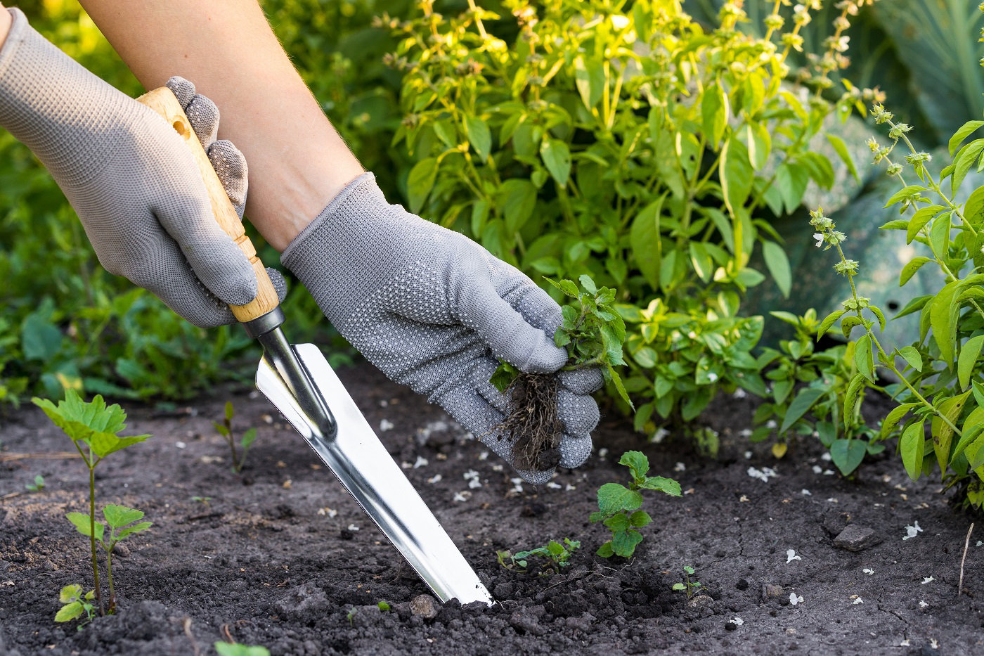 Astuces pour un désherbage efficace