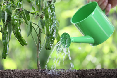 Fertilisant versé sur des plantes