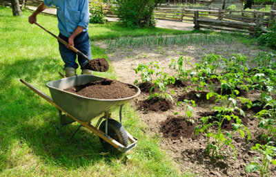 Compost comme paillage