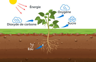 Enrichir la terre avec de l’engrais