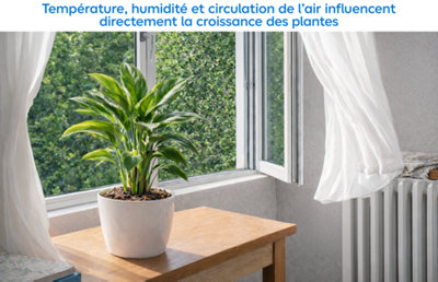Une plante d'intérieur doit être parfaitement placé