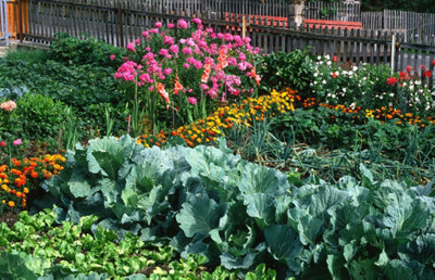 Potager