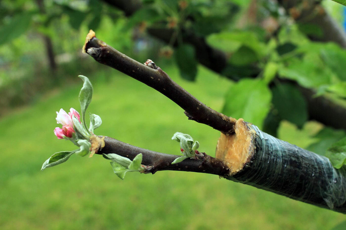 Toutes les techniques pour greffer facilement votre arbre fruitier | Entretien du jardin | Castorama.fr