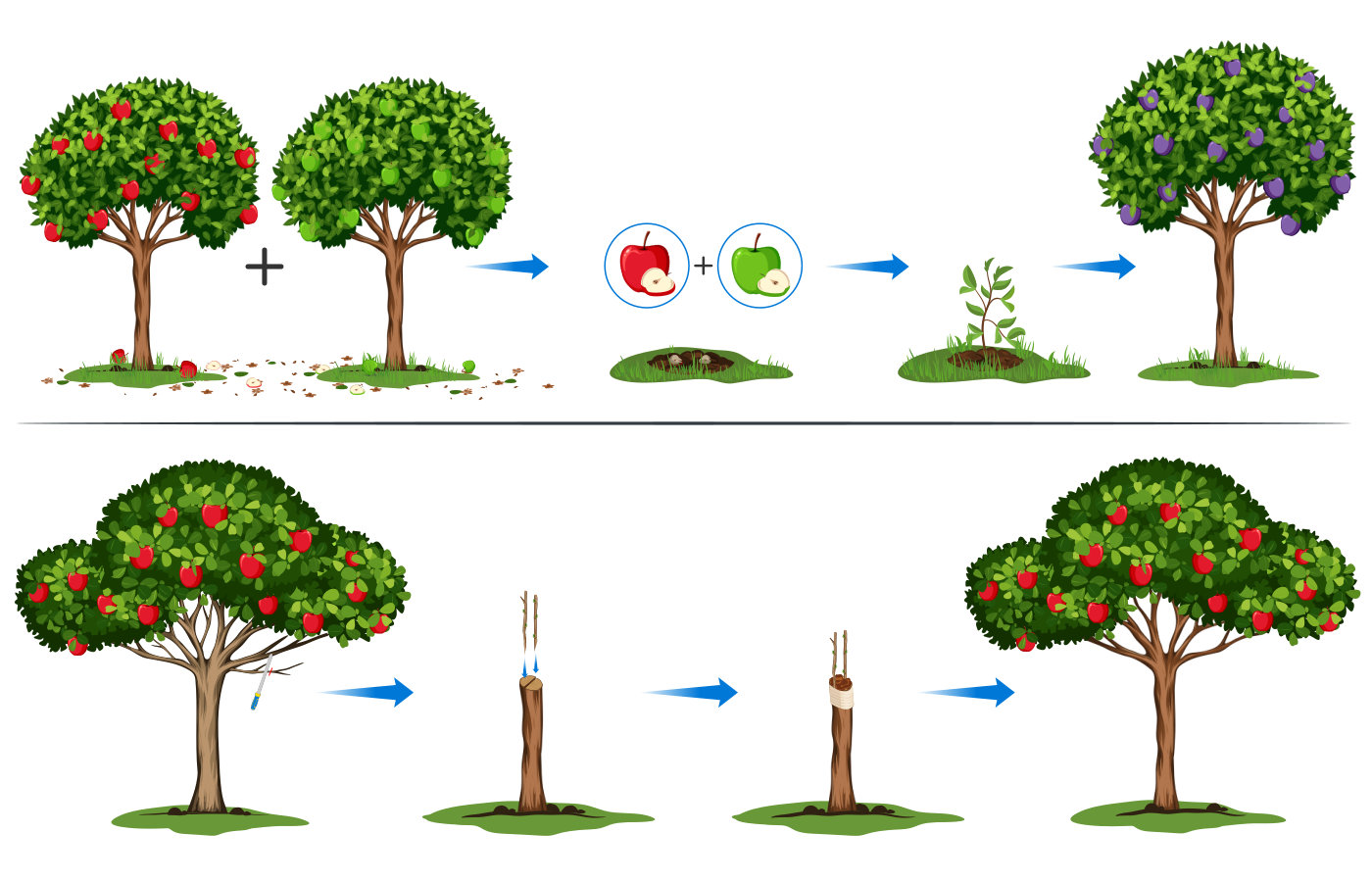 Toutes les techniques pour greffer facilement votre arbre fruitier |  Entretien du jardin | Castorama.fr