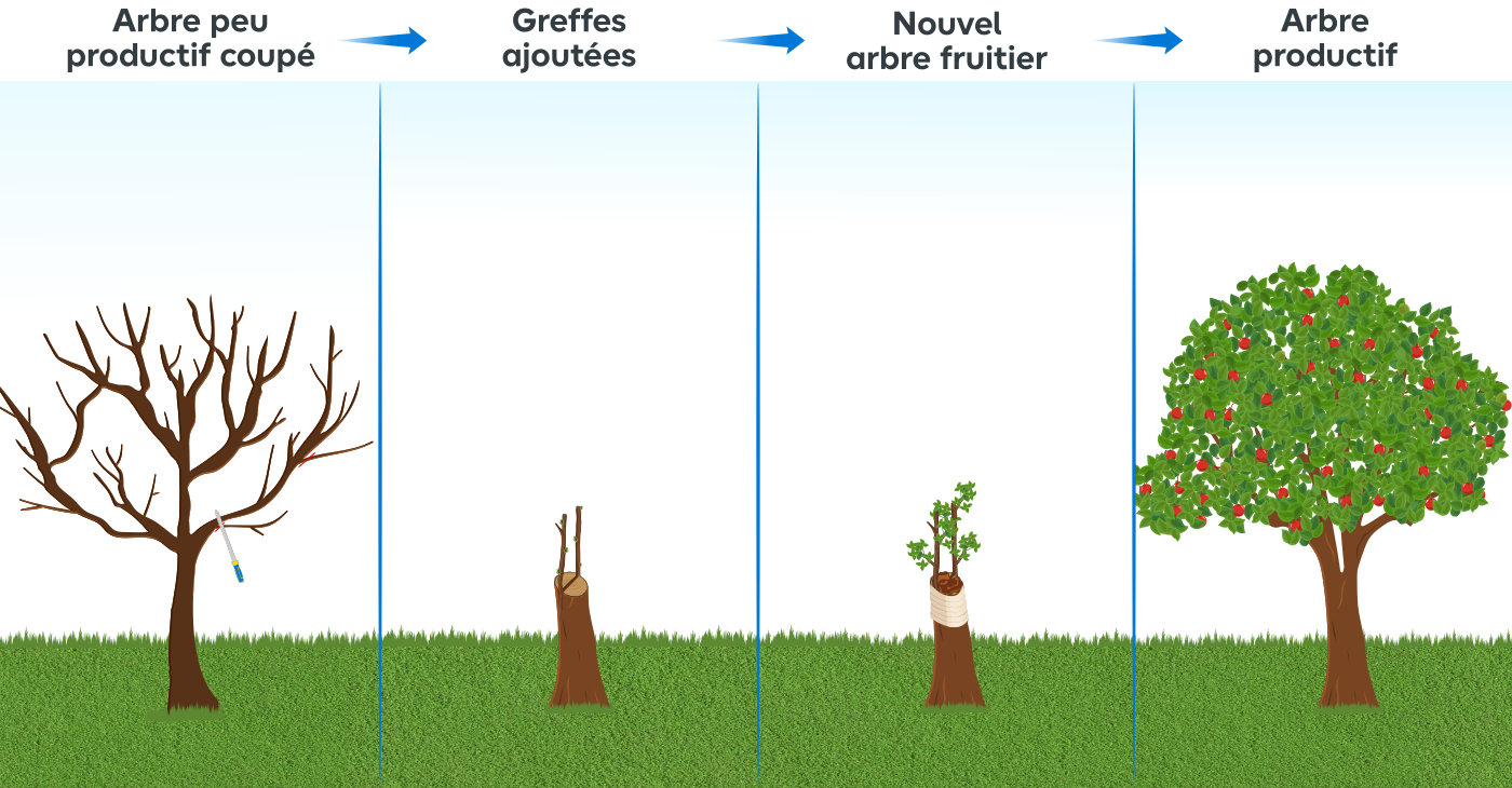Toutes les techniques pour greffer facilement votre arbre fruitier |  Entretien du jardin | Castorama.fr