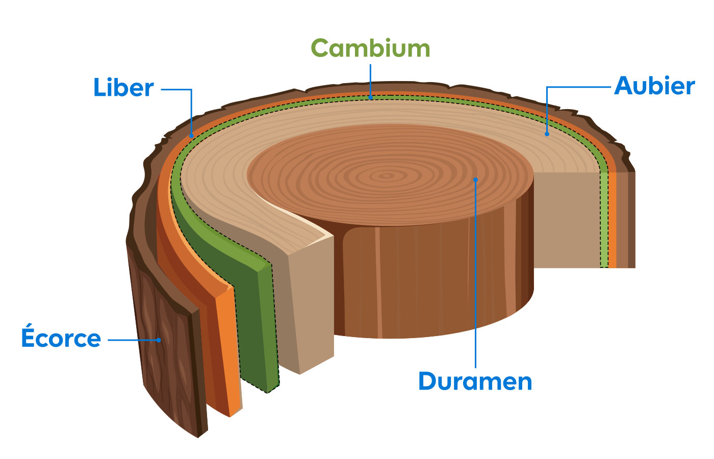 Illustration du cambium d'un arbre
