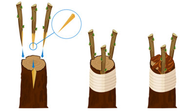 Schéma d'illustration de la greffe en incrustation