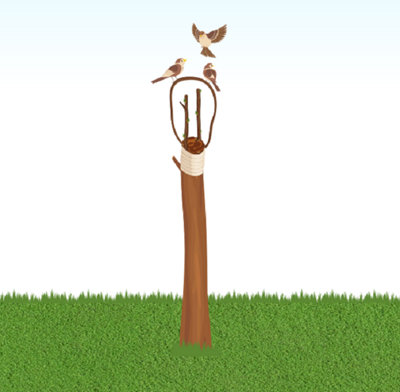Illutration de la protection des greffons