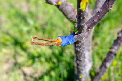 Photo d'un greffe sur un arbre fruitier