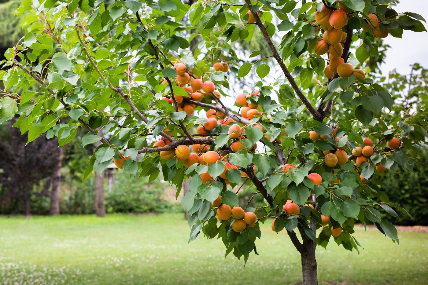 Zoom sur des pêches pêtes à être cueillies