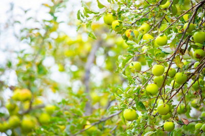 Image d'une branche d'un pommier avec de nombreuses pommes vertes