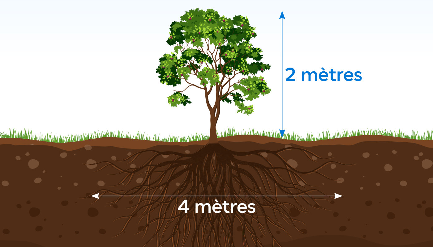 Illustration de la taille d'un arbre sur et sous terre
