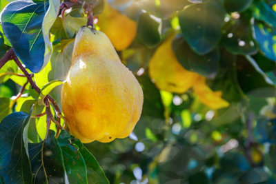Zoom sur une poire dans un arbre