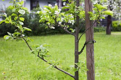 Image d'un tuteur sur un arbre fruitier