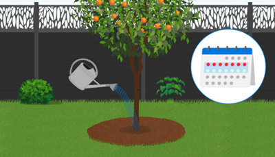 Le guide des arbres fruitiers  faire pousser dans votre jardin | Entretien  du jardin | Castorama.fr
