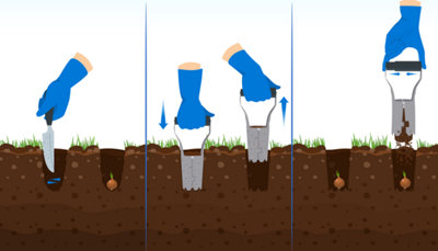 Schéma de la technique pour planter des bulbes