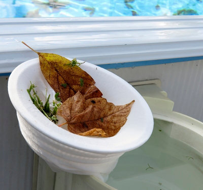 Nettoyer le bassin hivernage