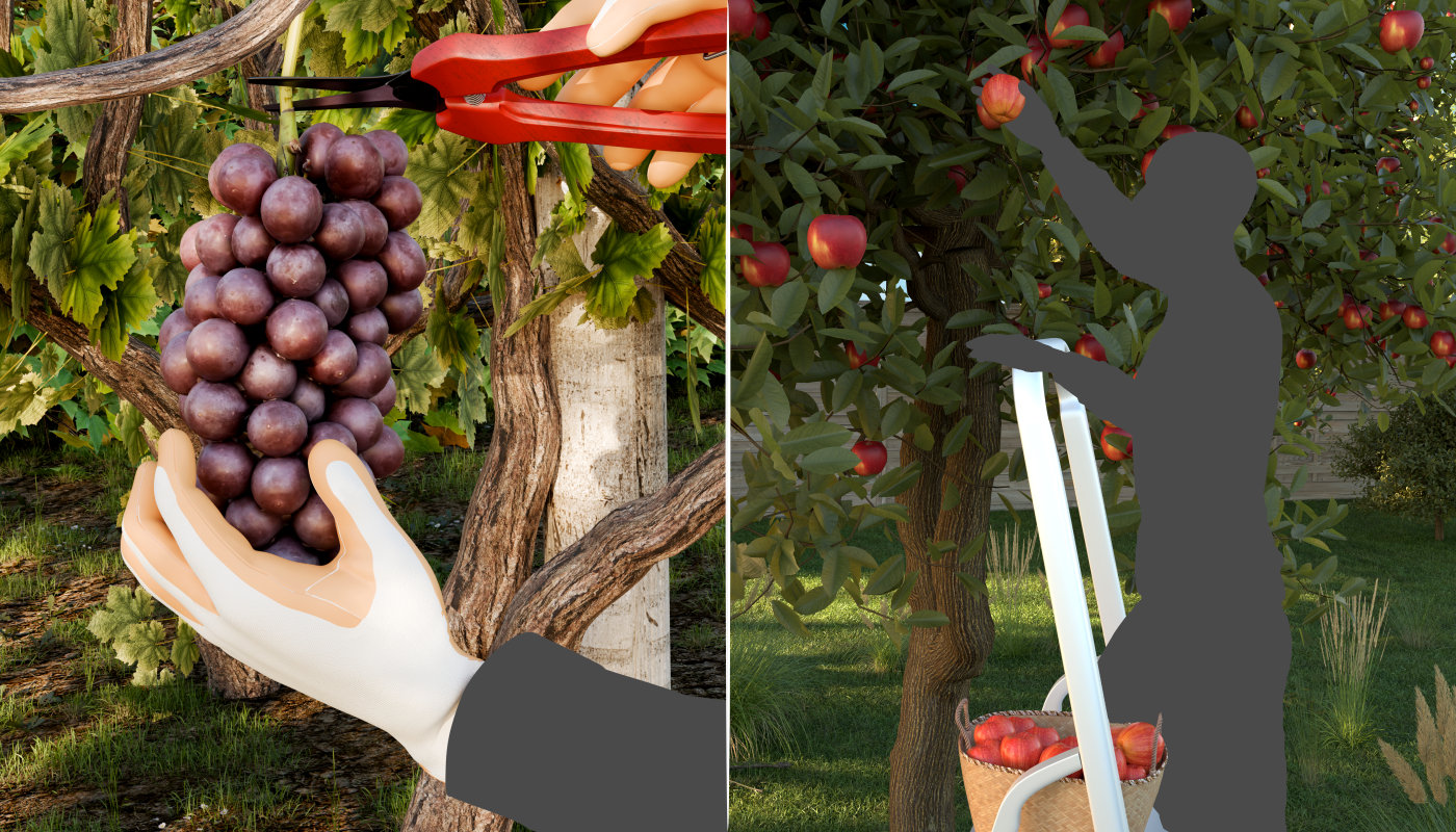 Illustration de la récolte des fruits