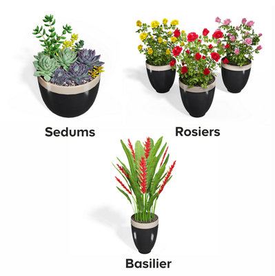 3 plantes d'ornement qui aiment le soleil
