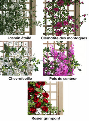 Quelles plantes pour votre trellis