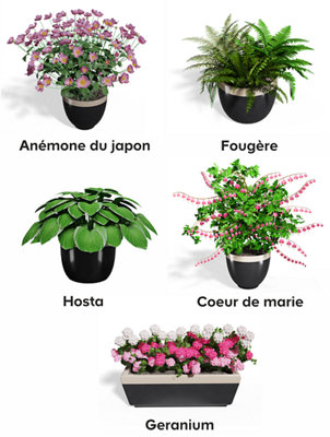 5 plantes d'ornements qui aiment l'ombre