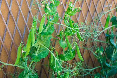 Comment installer un treillis sur votre balcon