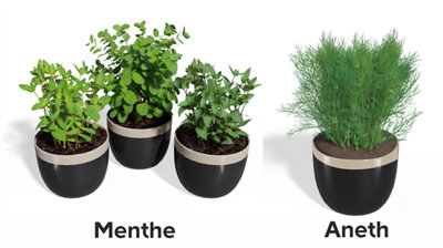 2 plantes aromatiques qui aiment l'ombre