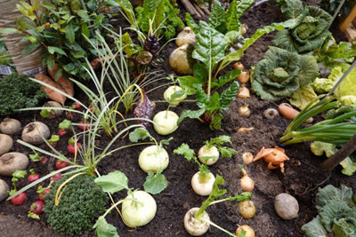 Image d'un potager avec de multiples légumes en rangs