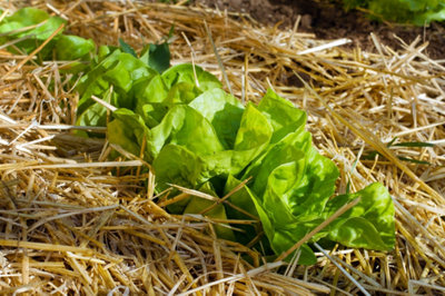 Photo d'un rang de salades avec du paillage naturelle