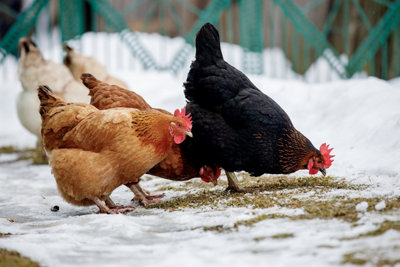 Comment entretenir un poulailler en hiver ?