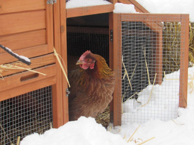 Comment savoir si les poules ont froid ?
