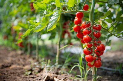 Quel légume est le plus facile à cultiver