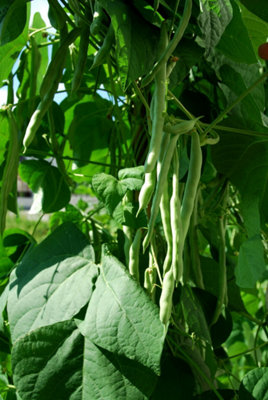 Pour choisir vos légumes