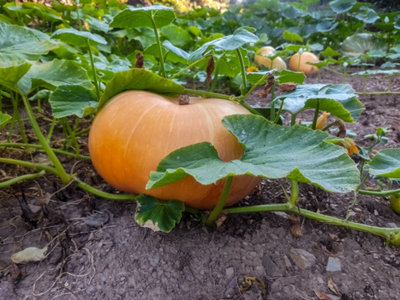 Votre potager à l’automne