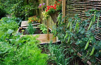 Quels légumes cultiver en permaculture ?