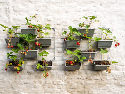 Quels fruits cultiver en permaculture ?