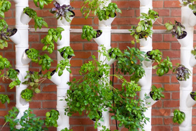 Quelles herbes aromatiques cultiver en permaculture ?