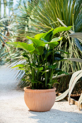Les pots en terre cuite