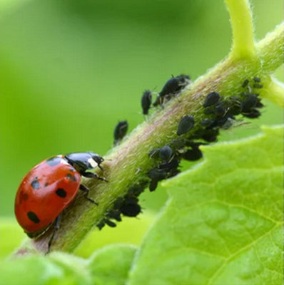 Traiter les plantes et légumes contre les insectes