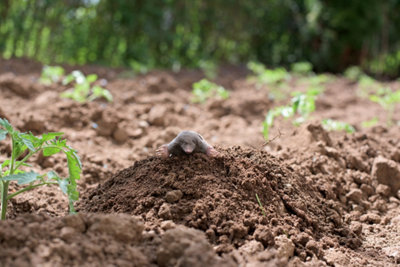 Protéger les plantes et légumes contre les taupes