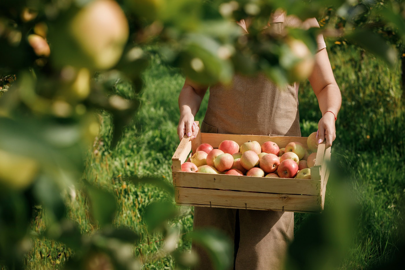 Un homme porte un cageot plein de pommes qu'il vient de ramasser