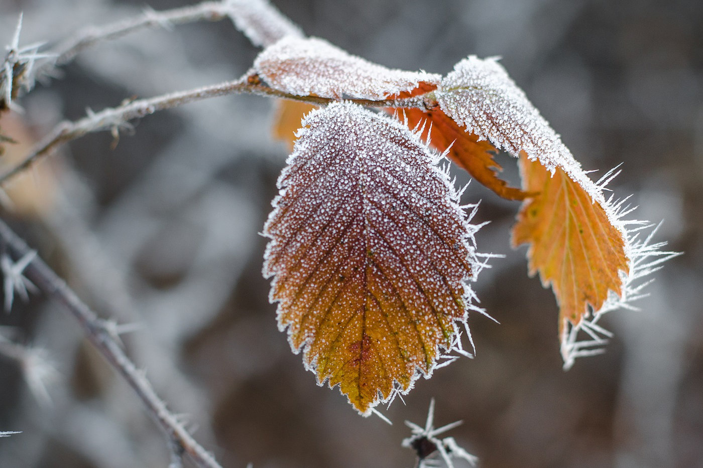image de feuille d'arbre gelées